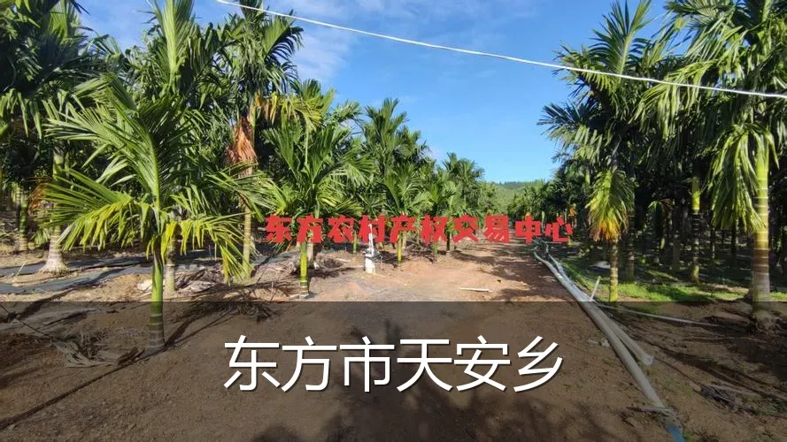 东方市天安乡